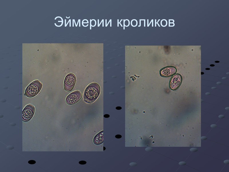 Эймерии кроликов